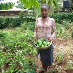 Kisia harvesting green pepper
