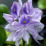 Water Hyacinth - CBransto