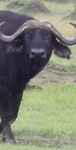 Buffalo Buffalo
