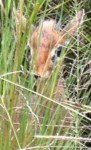 Young Gazelle Young Gazelle
