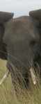 Elephant Elephant
