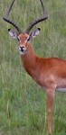 Gazelle Gazelle