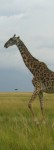 Giraffe Giraffe
