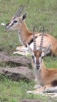 Thompson's Gazelles Thompson's Gazelles
