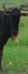 Wildebeest Wildebeest