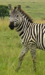 Zebra Zebra